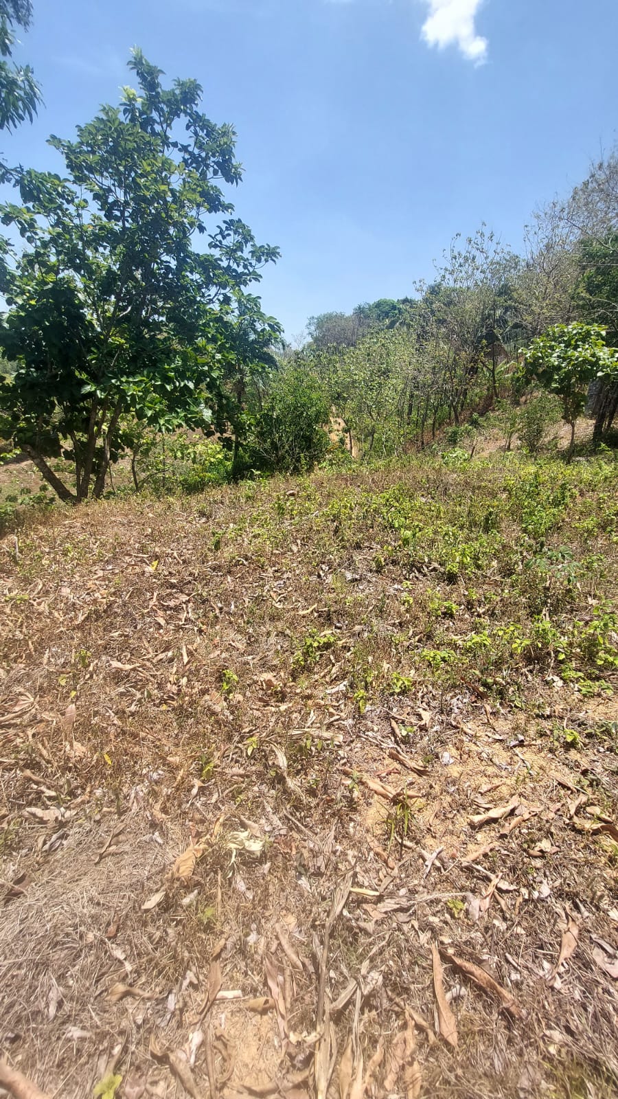 Alto de tebario Maríato, Veraguas